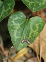 Hexastylis sorriei leaf