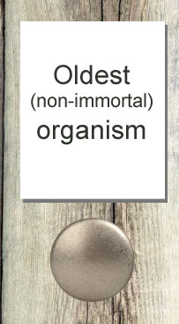 Oldest non-immortal organism