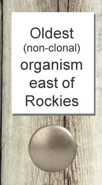 Oldest non-clonal organism E of Rockies
