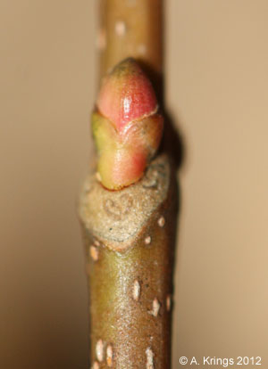 Imbricate bud of Acer rubrum