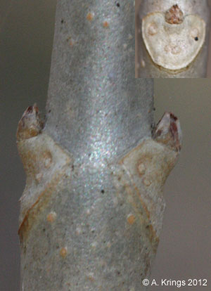 Aesculus sylvatica