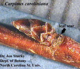Carpinus caroliniana