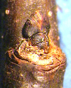 Cercis canadensis