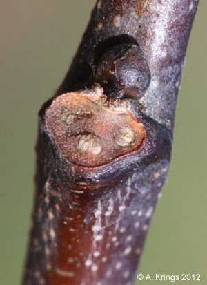Cercis canadensis