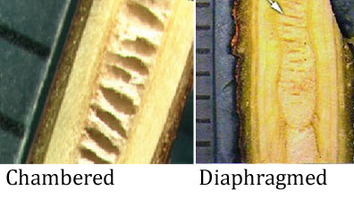 chambered and diaphragmed