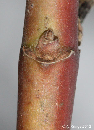 Cornus amomum