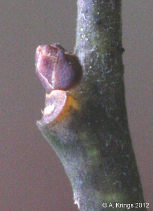 Eubotrys racemosa