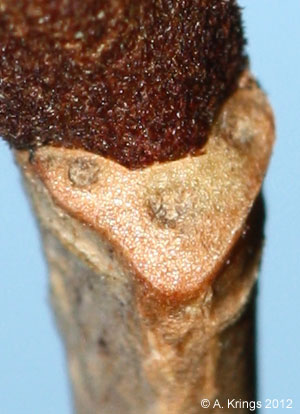 Viburnum rufidulum