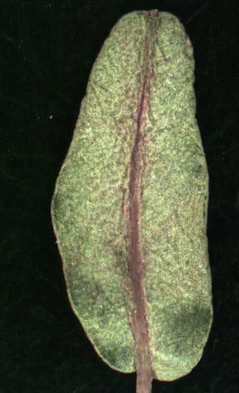 Leaf abaxial