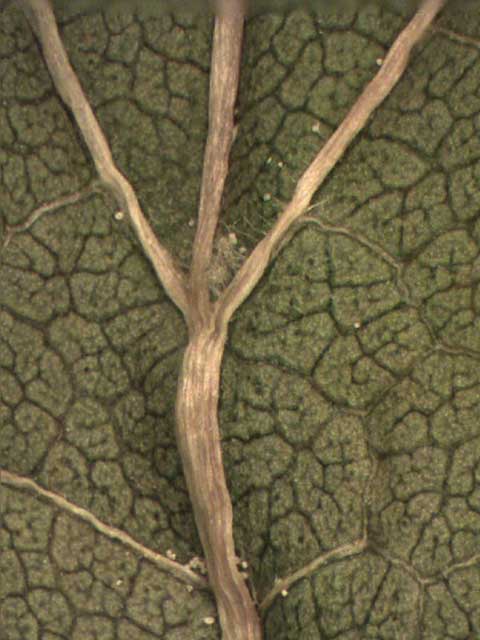 Leaf abaxial
