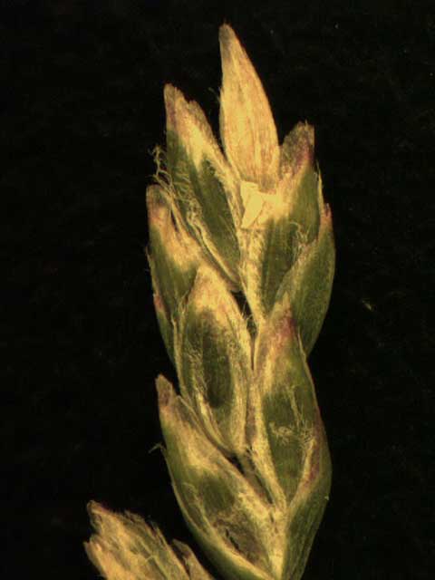 Spikelets