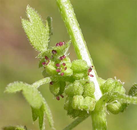 Inflorescence