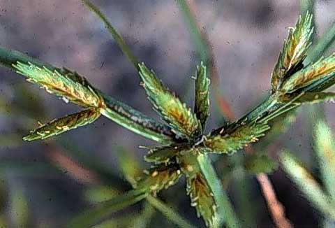 Inflorescence