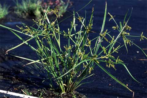 Habit