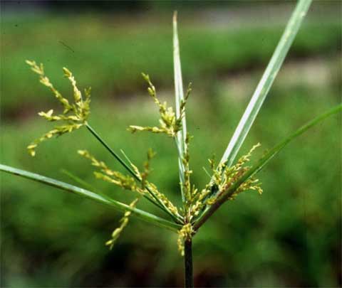 Inflorescence