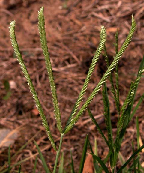 Inflorescence