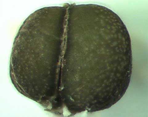 Fruit