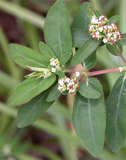 Habit