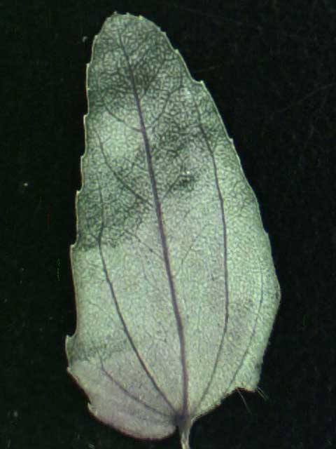 Leaf abaxial