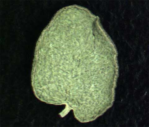 Leaf abaxial