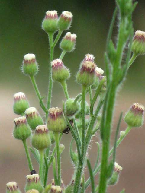 Immature flowers