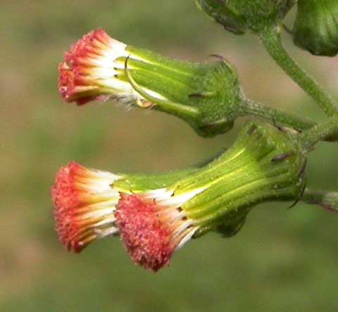 Flower head