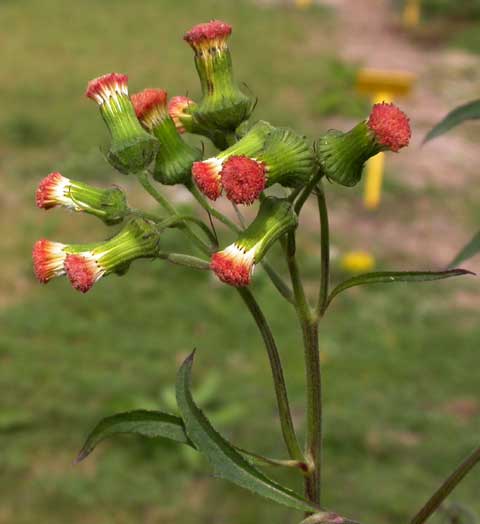 Inflorescence