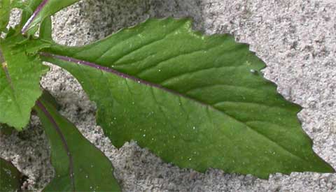 Leaf