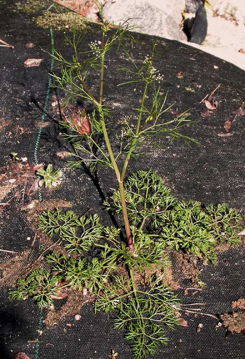 Habit