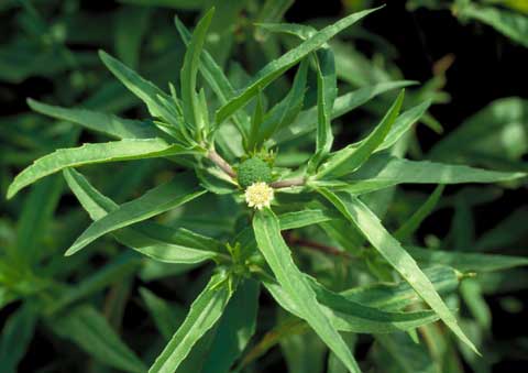 Inflorescence