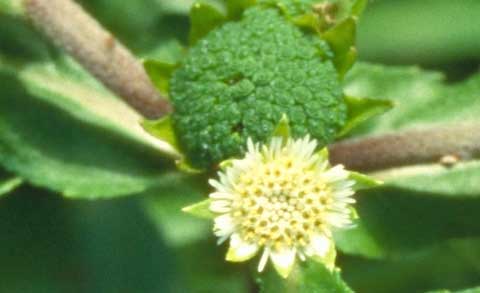 Inflorescence