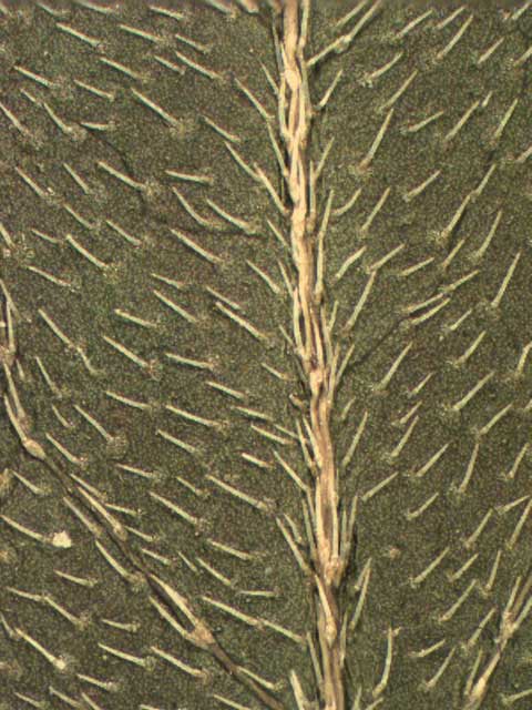 Leaf abaxial