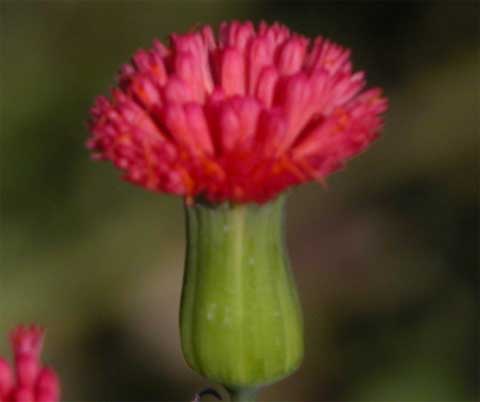 Flower head