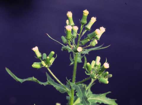 Inflorescence