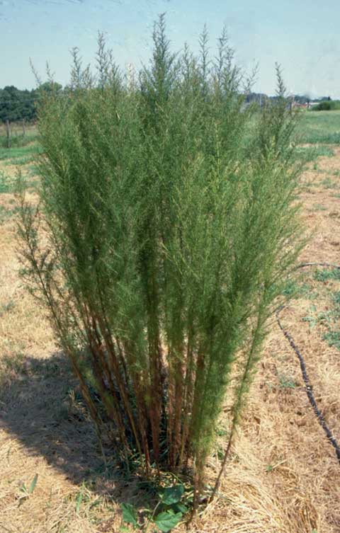 Habit