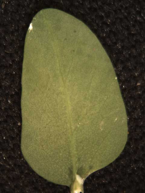 Leaf abaxial