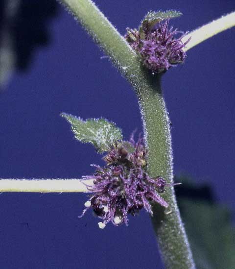 Inflorescence