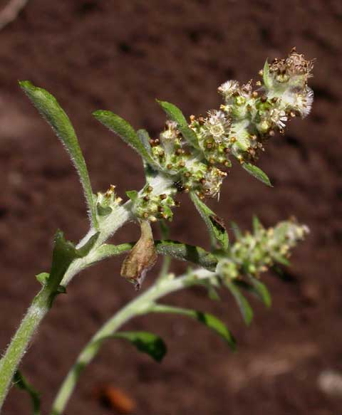 Inflorescence