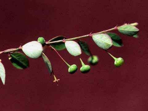 Infructescence