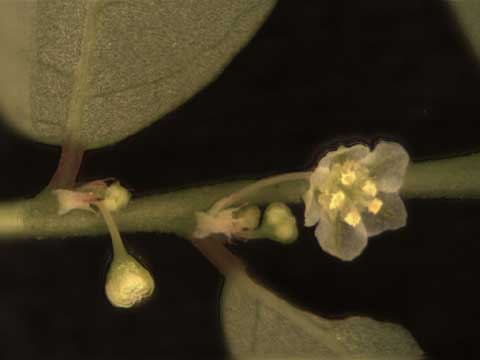 Inflorescence