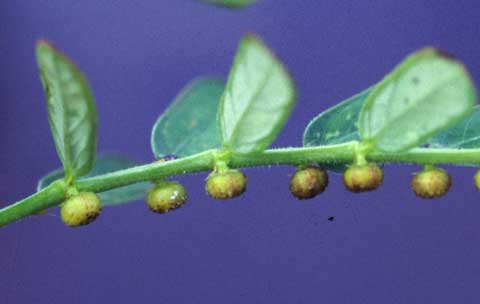 Infructescence