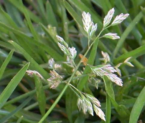 Inflorescence