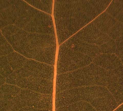 Leaf abaxial