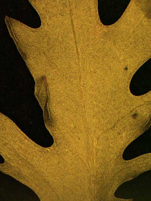 Leaf abaxial