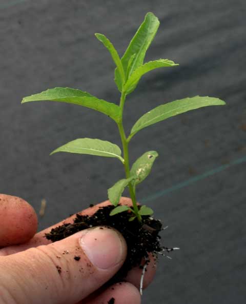 Seedling