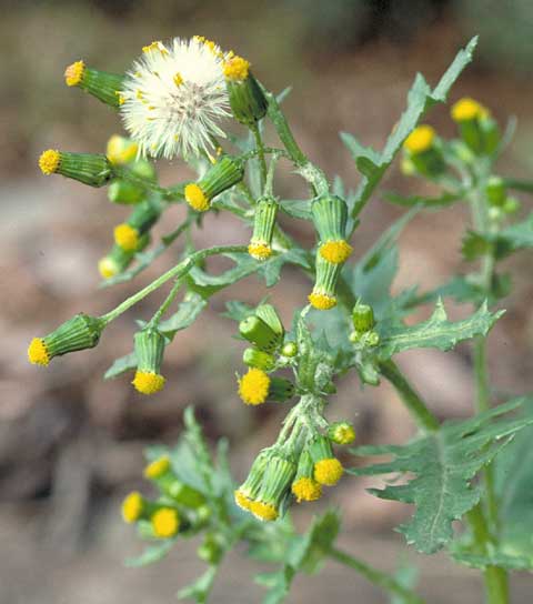 Inflorescence