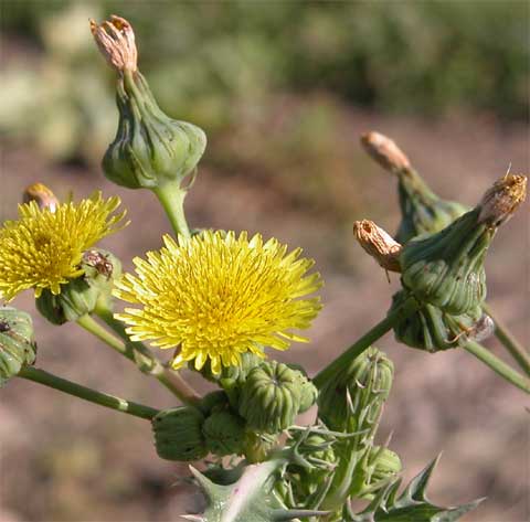 Inflorescence