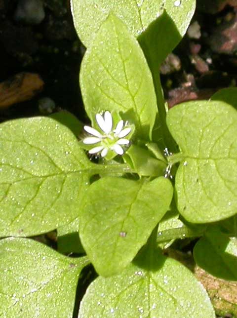 Inflorescence