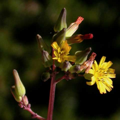 Inflorescence