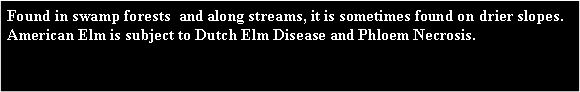 Text Box: Found in swamp forests  and along streams, it is sometimes found on drier slopes. American Elm is subject to Dutch Elm Disease and Phloem Necrosis. 